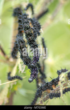 Schmetterlinge und Raupen fressen Pflanzen Stockfoto