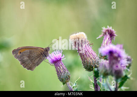 Schmetterlinge und Raupen fressen Pflanzen Stockfoto