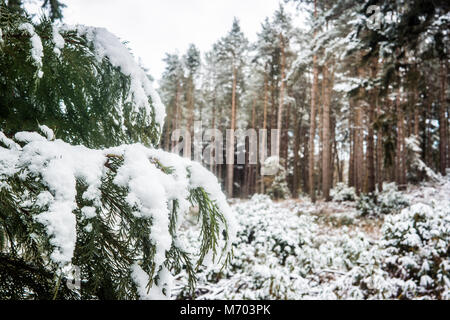 Schneebedeckte Bäume in einem Wald von Norfolk in England Stockfoto