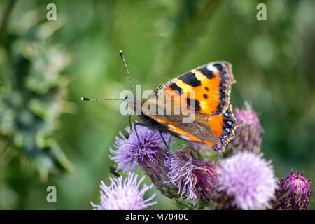 Schmetterlinge und Raupen fressen Pflanzen Stockfoto