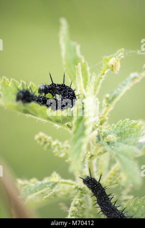 Schmetterlinge und Raupen fressen Pflanzen Stockfoto