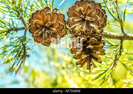 Schöne Tannenzapfen Hängen an einem Baum in der Natur. Einen strahlend blauen Himmel Hintergrund fügt die Schönheit dieses Bild. Stockfoto