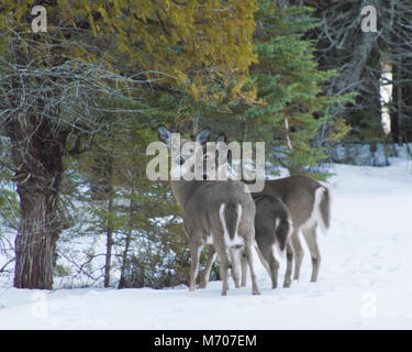 Drei weiße Schwanz Rehe in die Kamera schaut durch Zedern im Winter schnee Stockfoto