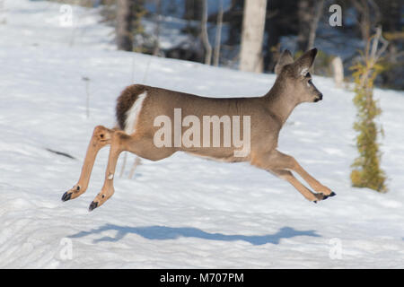 Weiß Schwanz Rehe fawn Laufen und Springen auf Schnee mit Schatten unter Stockfoto