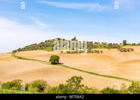 Farm Road in einem neuen Feld gesät mit einer Olive Farm auf einem Hügel Stockfoto