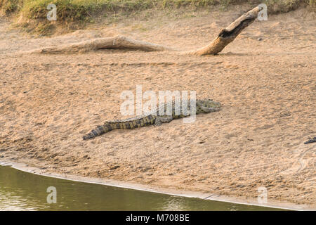 Ein Nilkrokodil (Crocodylus niloticus) Sonnenbad auf einem sandigen Ufer, Masai Mara, Kenia Stockfoto