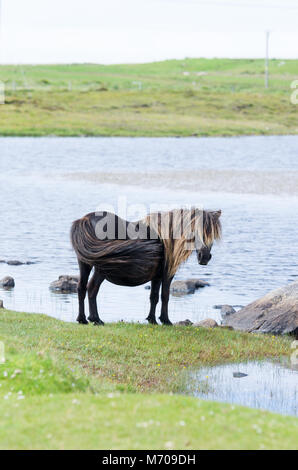 Wilden Ponys auf den Hügeln bei Lochdruidibeg, Isle of South Uist, Äußere Hebriden, Schottland, Großbritannien Stockfoto