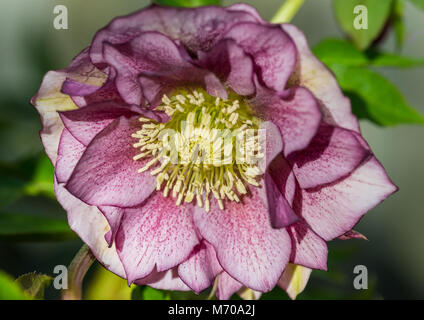 Eine Makroaufnahme eines Nieswurz doppel Ellen lila Blüte. Stockfoto
