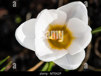 Ein Makro geschossen in eine weiße Krokusse blühen. Stockfoto