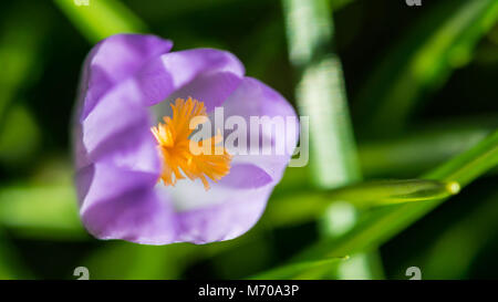 Eine Makroaufnahme eines kleinen lila Krokusse. Stockfoto