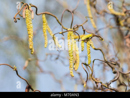 Ein Schuss von palmkätzchen hängen von den Ästen eines Korkenzieher Hasel Baum. Stockfoto