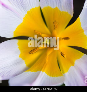 Eine Makroaufnahme von Zwerg Tulpe lila Wunder. Stockfoto