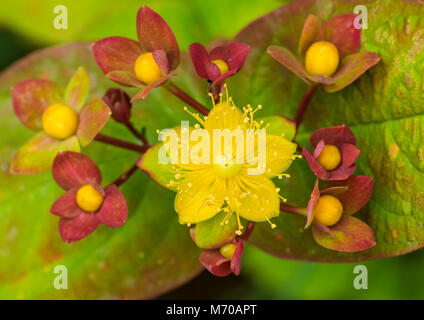 Eine Makroaufnahme der gelben Blüte eines tutsan Bush. Stockfoto