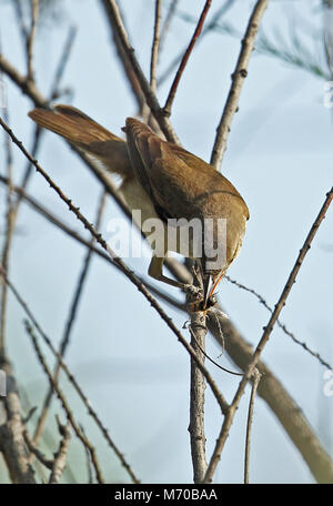 Orientalische Teichrohrsänger (Acrocephalus orientalis) Erwachsenen auf dem Zweig mit Biene Beute Hebei, China kann hochgestellt Stockfoto