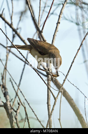Orientalische Teichrohrsänger (Acrocephalus orientalis) Erwachsenen auf dem Zweig mit Biene Beute Hebei, China kann hochgestellt Stockfoto