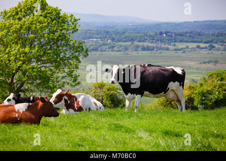 Holstein friesische Rinder auf der Weide auf der South Downs Hill im ländlichen Sussex, Südengland, Großbritannien Stockfoto