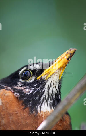 Close-up auf einem weiblichen Erwachsenen amerikanischen Robin auf grünem Hintergrund. Stockfoto