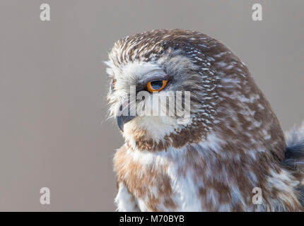 Northern Säge - wetzen Eule portrait Stockfoto
