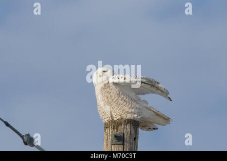 Snowy Owl im winer Stockfoto