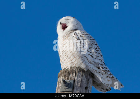 Snowy Owl im winer Stockfoto