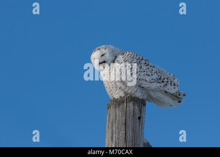 Snowy Owl im winer Stockfoto