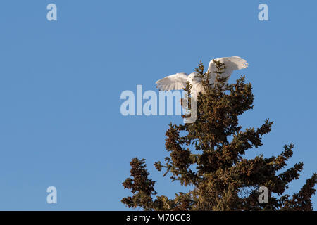 Snowy Owl im winer Stockfoto