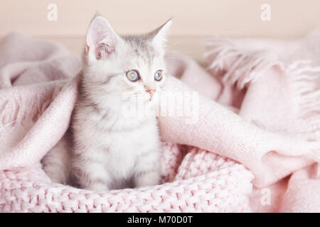 Verspielte grau gestreifte Katze sitzt auf einem Gestrickte rosa Decke Stockfoto