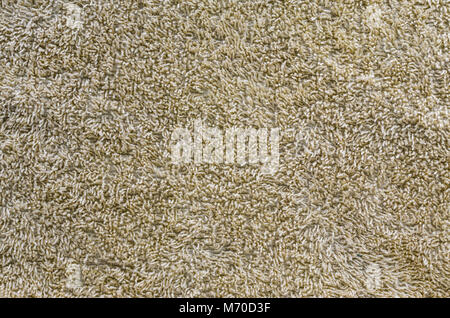 Textur einer braunen Teppich mit langem Flor. Leere Hintergrund Stockfoto