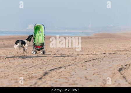 Hund am Strand schnuppert ein Kind ist fehlerhaft Stockfoto