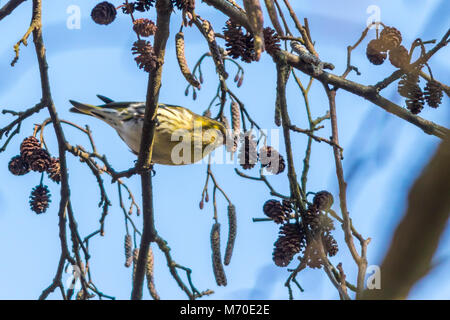 Eine eurasische siskin auf einem Zweig Stockfoto