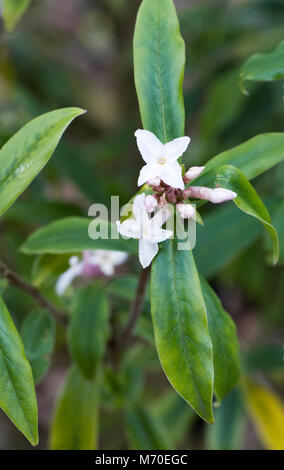 Daphne bholua 'Hazel Edwards' Blumen. Stockfoto