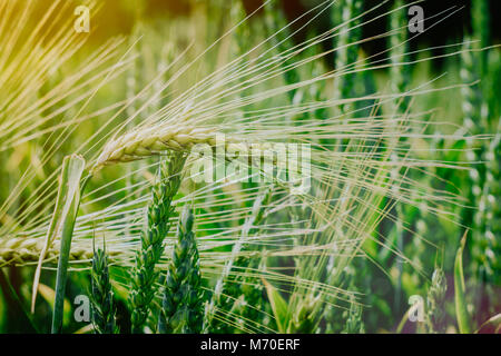 Grüne Weizen in der Abendsonne Licht eingereicht Stockfoto