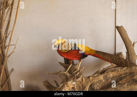 Schönen von Fasan im Käfig Stockfoto