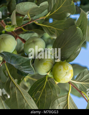 Persimone Früchte unter den grünen Blätter am Baum. Stockfoto