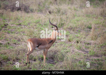 Profil von einem männlichen Impala, Aepyceros melampus, mit zwei Red-billed Oxpeckers, im Krüger NP, Südafrika Stockfoto