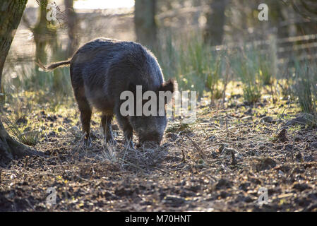 Wildschwein säen, Bowland Wildschwein Park, Chipping, Preston, Lancashire, Großbritannien. Stockfoto