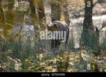 Wildschwein säen, Bowland Wildschwein Park, Chipping, Preston, Lancashire, Großbritannien. Stockfoto