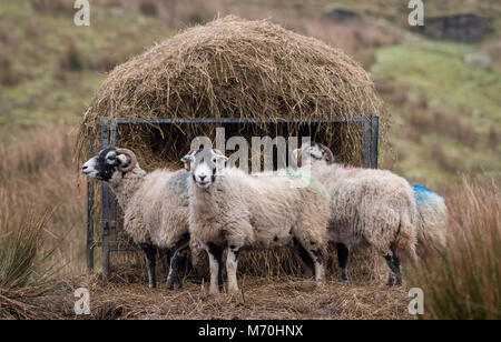 Swaledale Mutterschafe Fütterung von einem Ring Schrägförderer, Hawes, North Yorkshire, Vereinigtes Königreich. Stockfoto