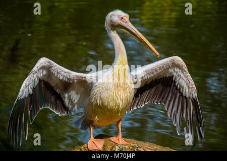 Mit geöffneten Flügeln Pelican Stockfoto