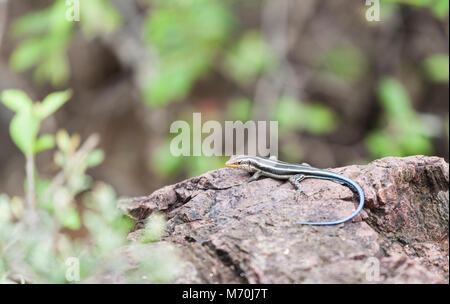 Rainbow Mabuya /Rainbow Skink / Five-lined Mabuya / Blue-tailed Skink, Trachylepis margaritifera, sonnen sich auf einem Felsen im Krüger NP, Südafrika. Stockfoto