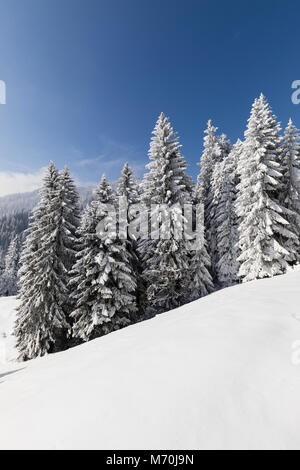 Verschneite Tannen mit einem verschneiten Wiese in den Alpen in der Schweiz Stockfoto