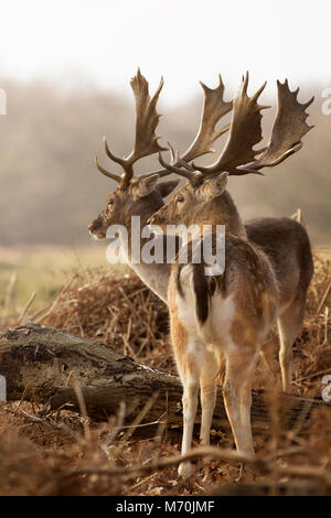 Damhirsch Stockfoto