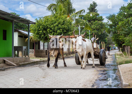 Tola, Nicaragua - Januar 20: ländliche Straßen in Nicaragua mit einem Paar Ochsen zu einem Wagen in der Mitte der Straße festgeschnallt. 20. Januar 2018, Tola, Nicara Stockfoto