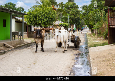 Tola, Nicaragua - Januar 20: ländliche Straßen in Nicaragua mit einem Paar Ochsen zu einem Wagen in der Mitte der Straße festgeschnallt. 20. Januar 2018, Tola, Nicara Stockfoto