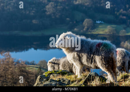 Herdwick-schafe auf Knoll neben Grasmere, Lake District National Park, England Stockfoto