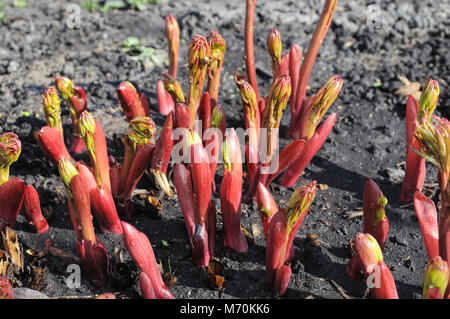 Nahaufnahme der Pfingstrose Sprößlinge in den Garten im Frühjahr Stockfoto