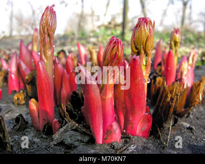 Nahaufnahme der Pfingstrose Sprößlinge in den Garten im Frühjahr Stockfoto