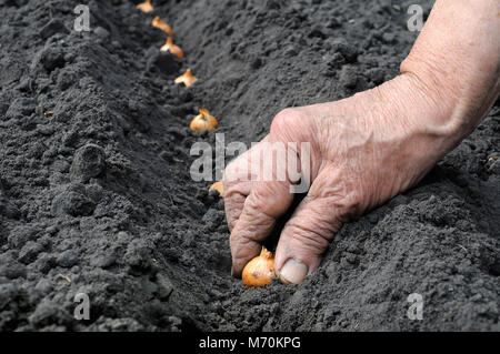 Die Gardener's Hand einpflanzen Zwiebel im Gemüsegarten Stockfoto