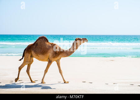 Kamel am Strand von Salalah, Sultanat Oman Stockfoto