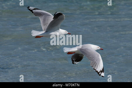 Silberne Möwe im Flug Chroicocephalus novaehollandiae am Strand Stockfoto